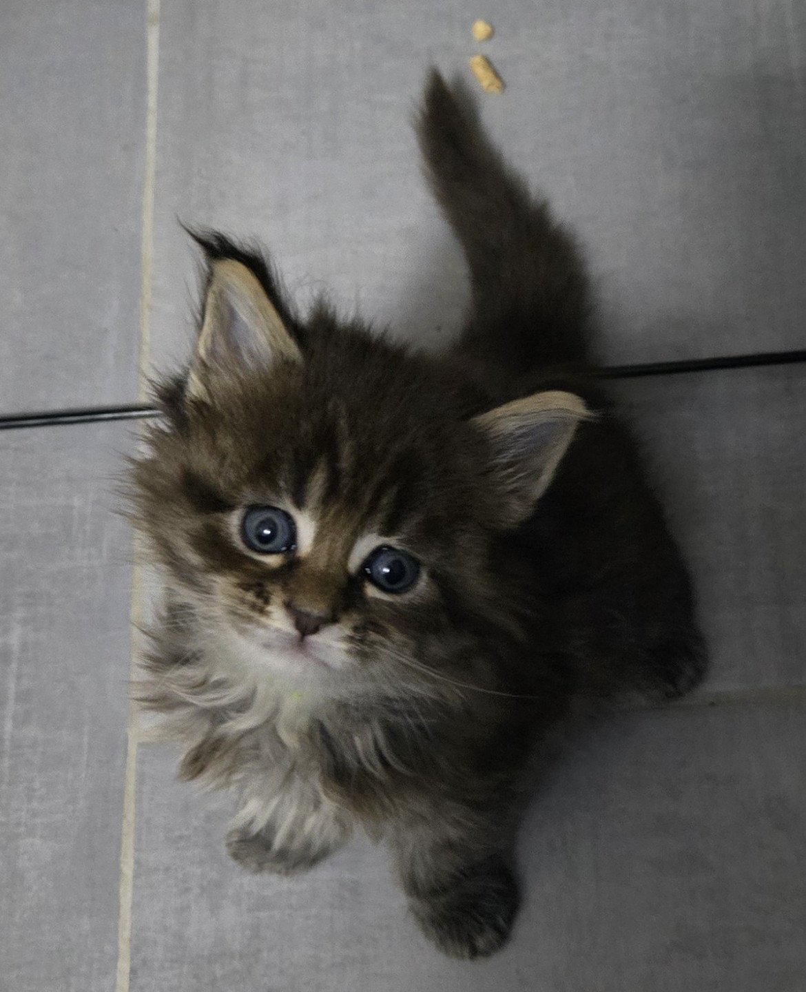 chaton Maine coon black smoke Chatterie Des Coons de l'ouanne