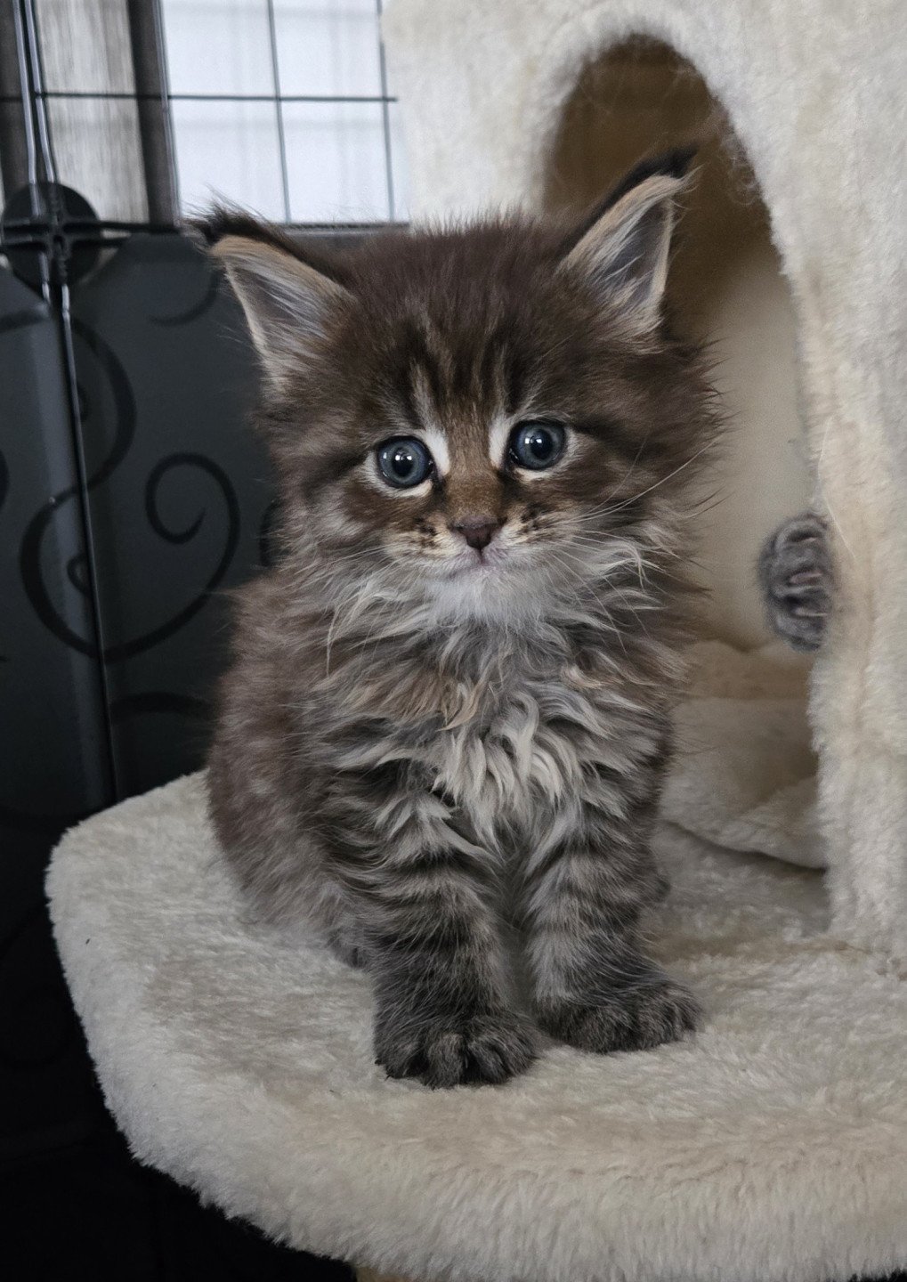 chaton Maine coon black silver mackerel tabby Alma Chatterie Des Coons de l'ouanne