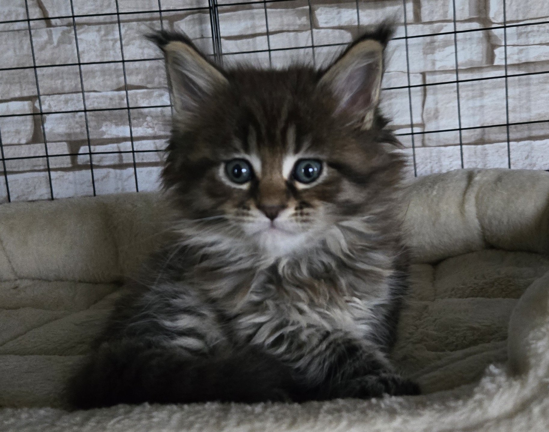 chaton Maine coon black silver mackerel tabby Alma Chatterie Des Coons de l'ouanne
