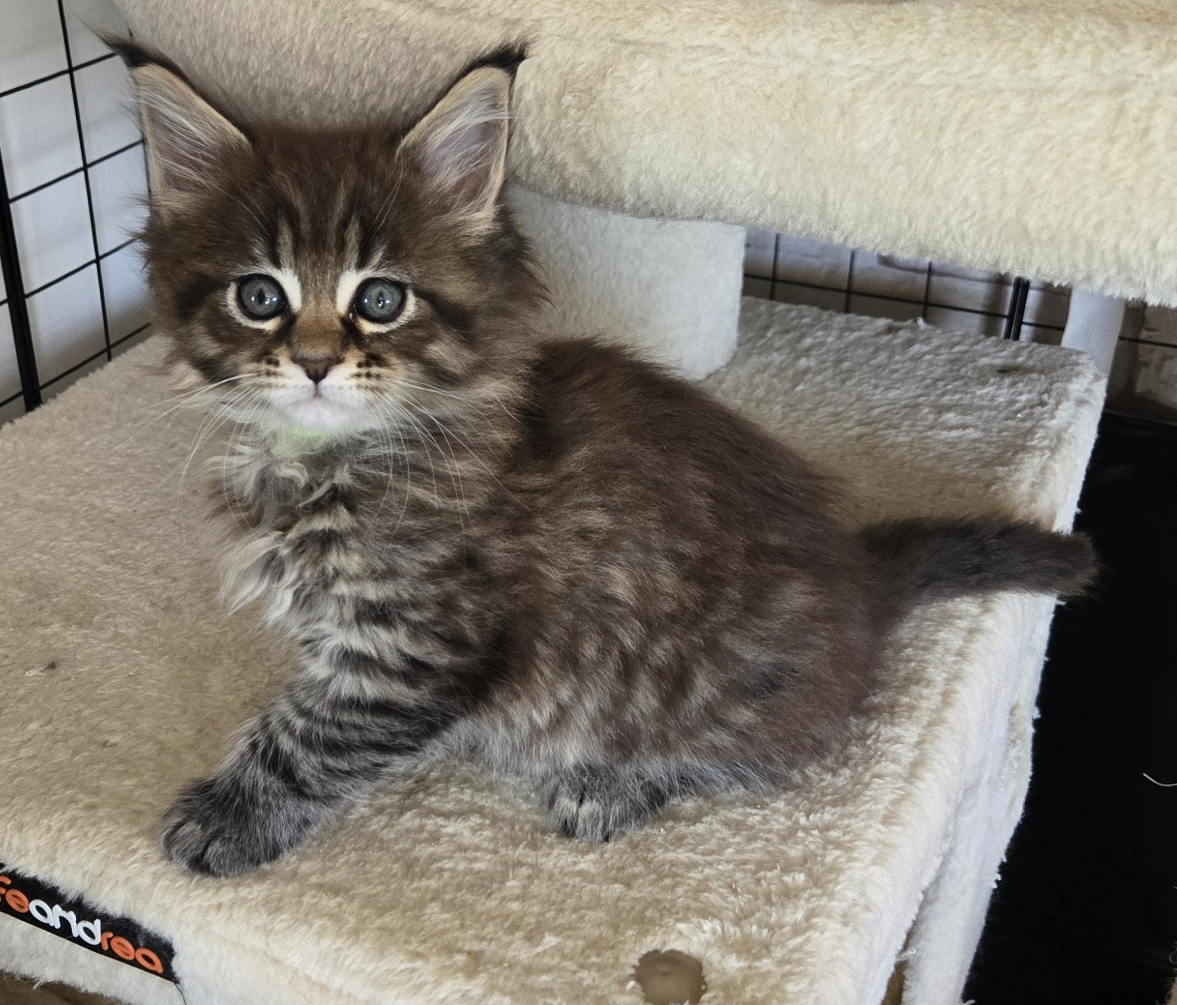 chaton Maine coon black silver mackerel tabby Alma Chatterie Des Coons de l'ouanne
