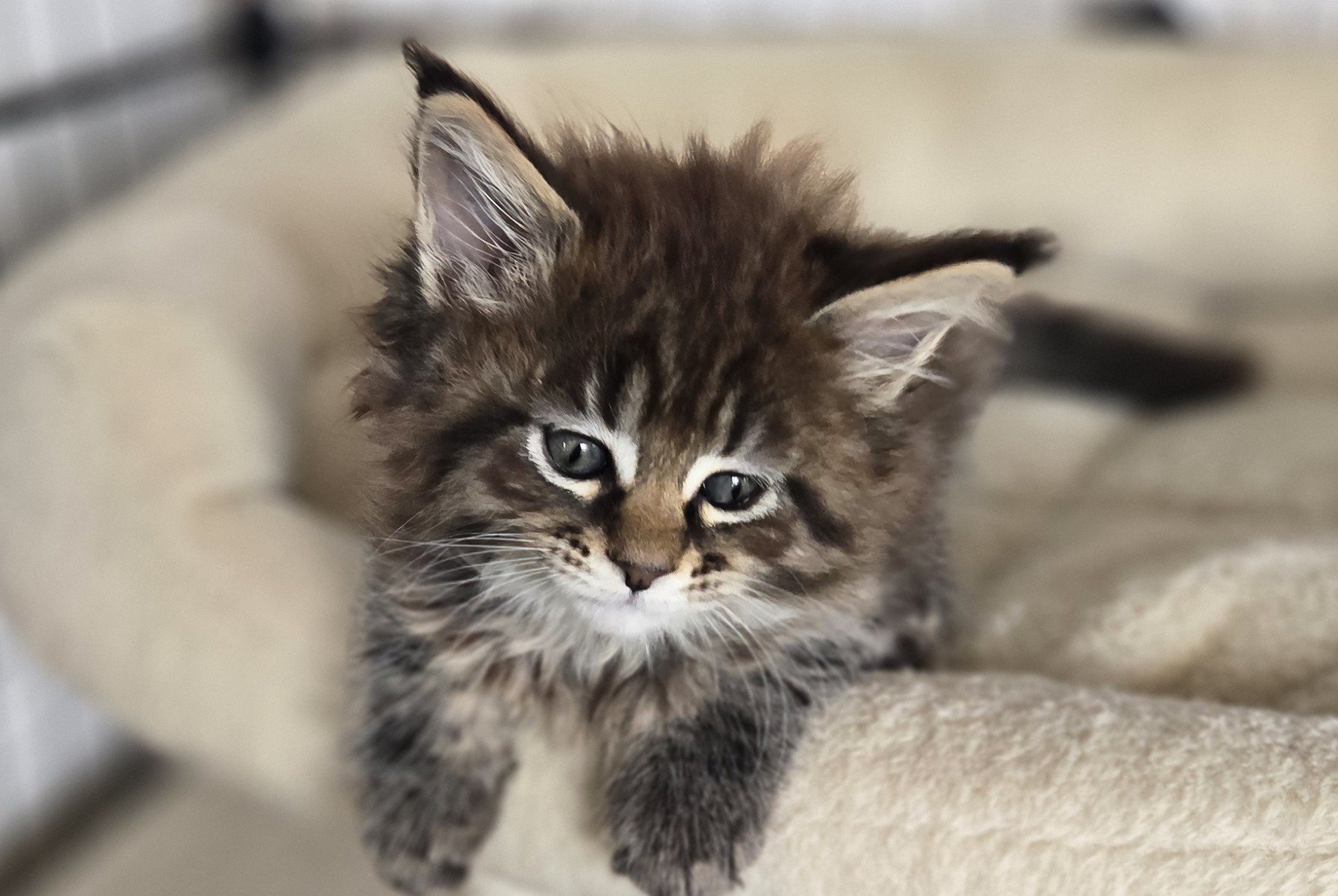chaton Maine coon brown mackerel tabby Alma Chatterie Des Coons de l'ouanne