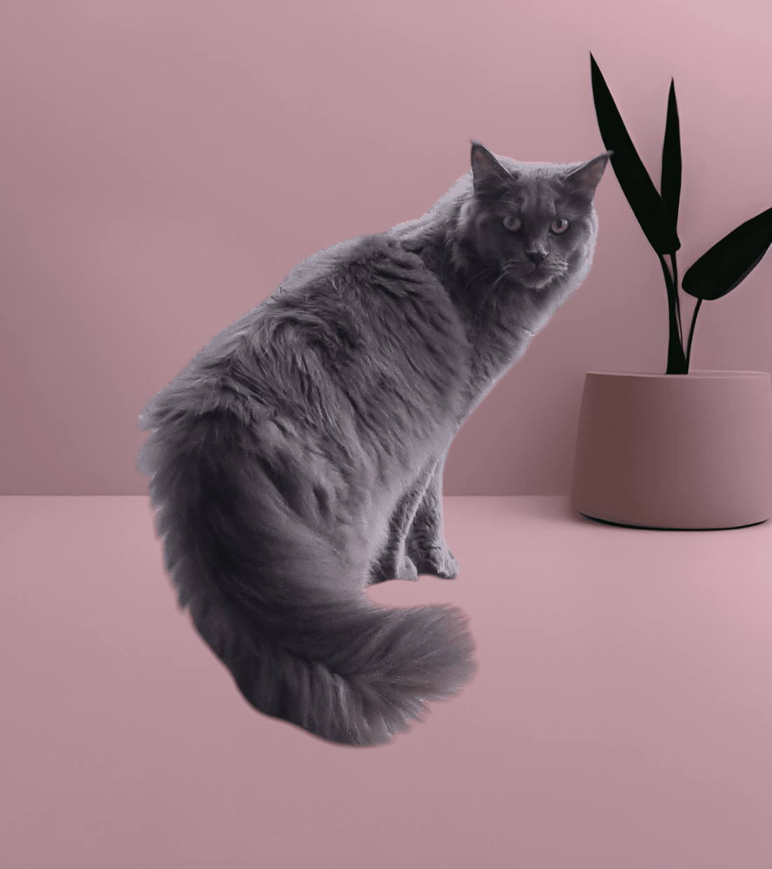chat Maine coon blue shaded J&C'S loves Chatterie Des Coons de l'ouanne