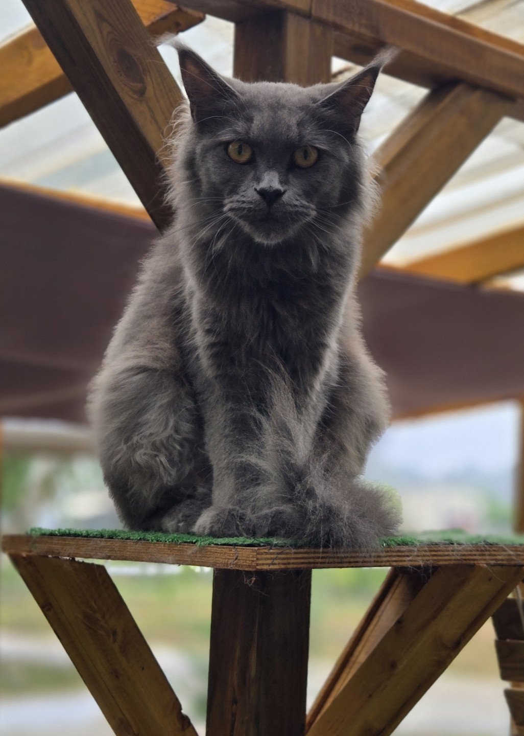 chat Maine coon blue smoke United Chatterie Des Coons de l'ouanne