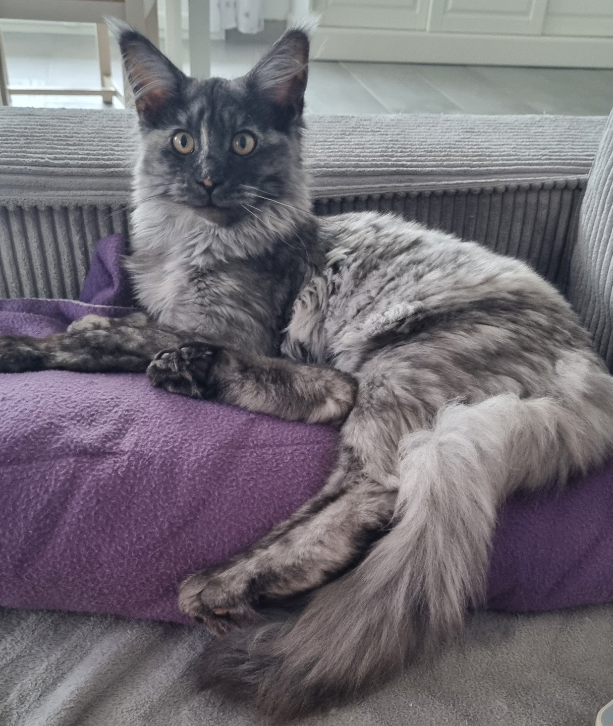 chaton Maine coon Zaphira Chatterie Des Coons de l'ouanne