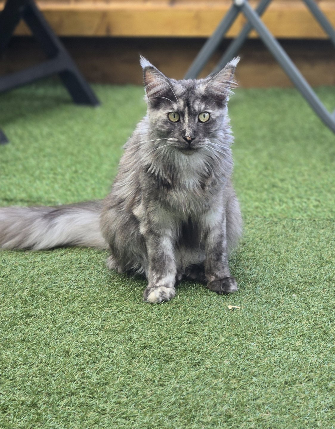 chat Maine coon black smoke Zephira Chatterie Des Coons de l'ouanne