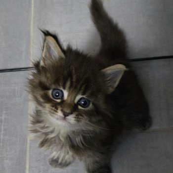 chaton Maine coon black smoke Chatterie Des Coons de l'ouanne