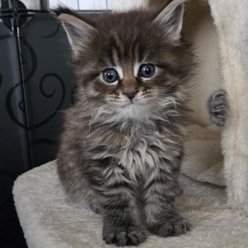 chaton Maine coon black silver mackerel tabby Alma Chatterie Des Coons de l'ouanne