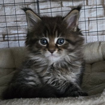 chaton Maine coon black silver mackerel tabby Alma Chatterie Des Coons de l'ouanne