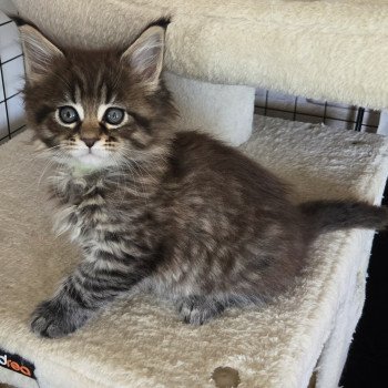 chaton Maine coon black silver mackerel tabby Alma Chatterie Des Coons de l'ouanne