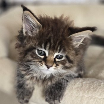 chaton Maine coon brown mackerel tabby Alma Chatterie Des Coons de l'ouanne