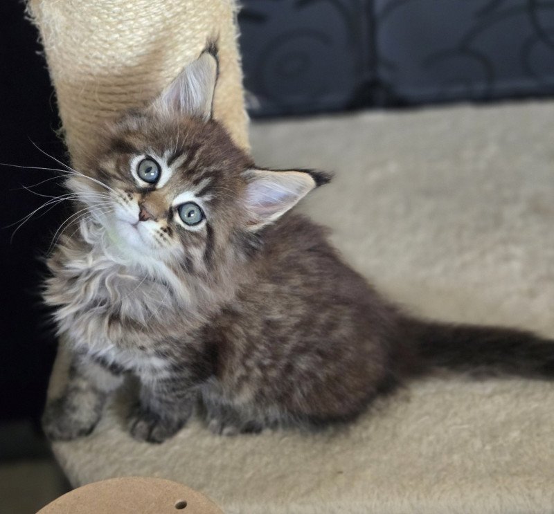 Alma Femelle Maine coon