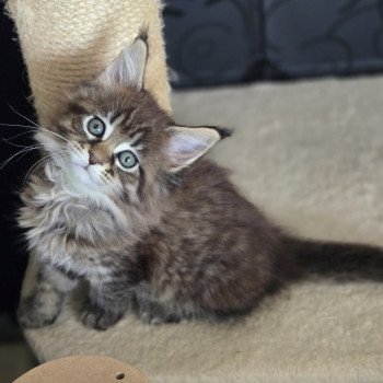 chaton Maine coon brown mackerel tabby Alma Chatterie Des Coons de l'ouanne