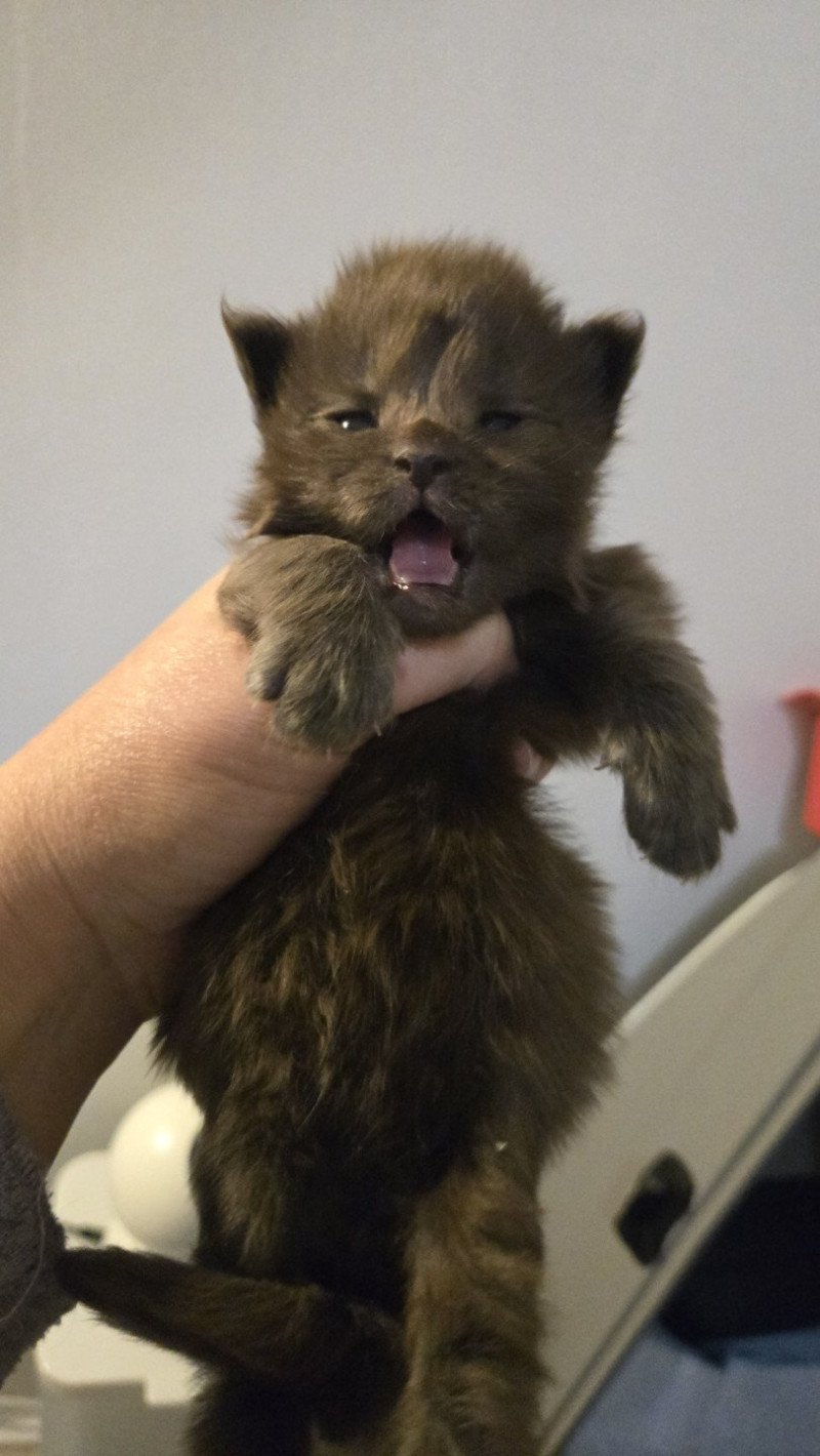 Amour Mâle Maine coon