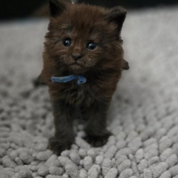 chaton Maine coon black smoke Amour Chatterie Des Coons de l'ouanne