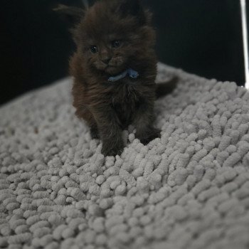 chaton Maine coon black smoke Amour Chatterie Des Coons de l'ouanne