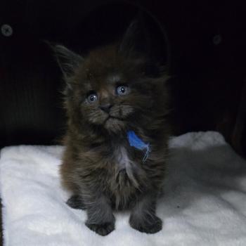 chaton Maine coon black smoke Amour Chatterie Des Coons de l'ouanne