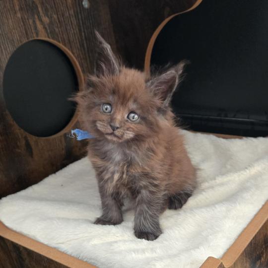 Amour Mâle Maine coon