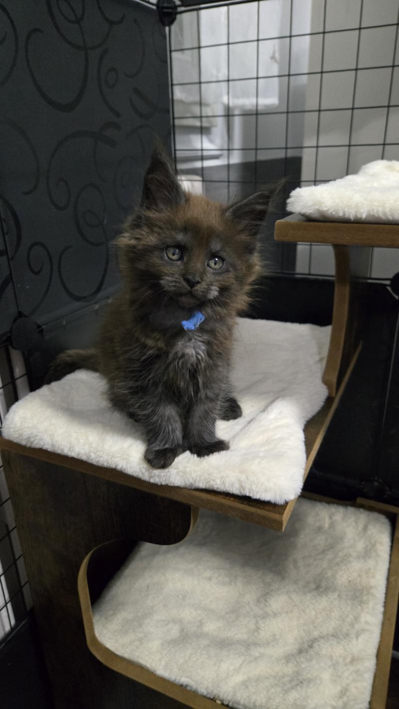 Amour Mâle Maine coon