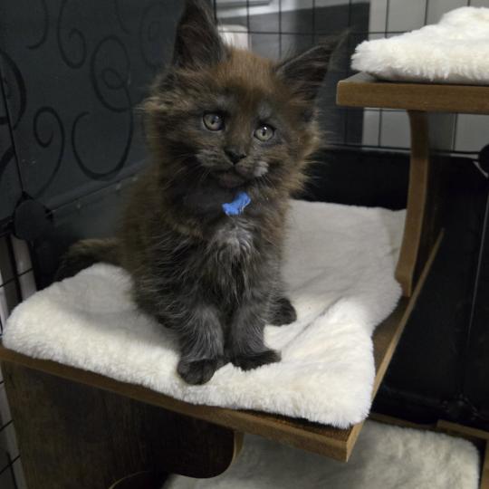 Amour Mâle Maine coon