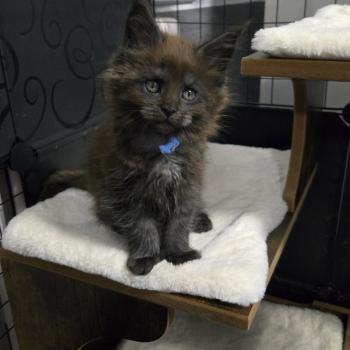 chaton Maine coon black smoke Amour Chatterie Des Coons de l'ouanne