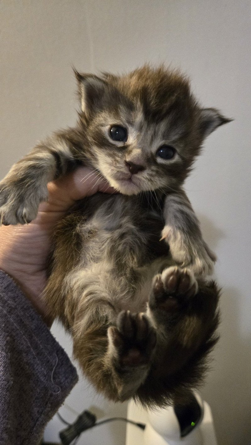 Aladin Mâle Maine coon