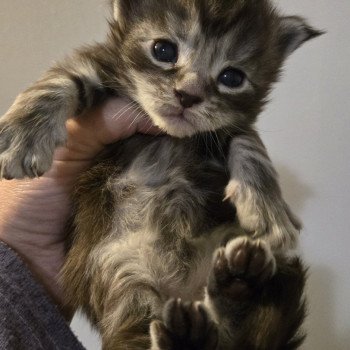 chaton Maine coon brown mackerel tabby Chatterie Des Coons de l'ouanne