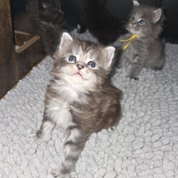 chaton Maine coon brown mackerel tabby Aladin Chatterie Des Coons de l'ouanne