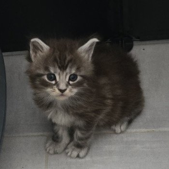 chaton Maine coon brown mackerel tabby Aladin Chatterie Des Coons de l'ouanne