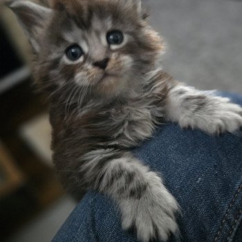 chaton Maine coon black silver mackerel tabby Aladin Chatterie Des Coons de l'ouanne