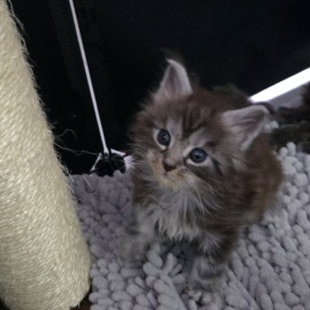 chaton Maine coon black silver mackerel tabby Aladin Chatterie Des Coons de l'ouanne
