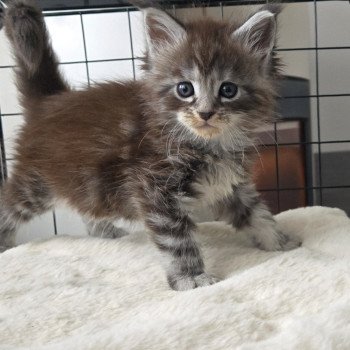 chaton Maine coon black silver mackerel tabby Aladin Chatterie Des Coons de l'ouanne