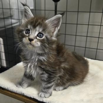 chaton Maine coon black silver mackerel tabby Aladin Chatterie Des Coons de l'ouanne