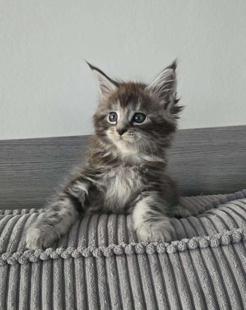 Aladin Mâle Maine coon