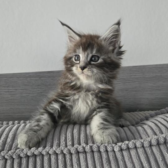 Aladin Mâle Maine coon