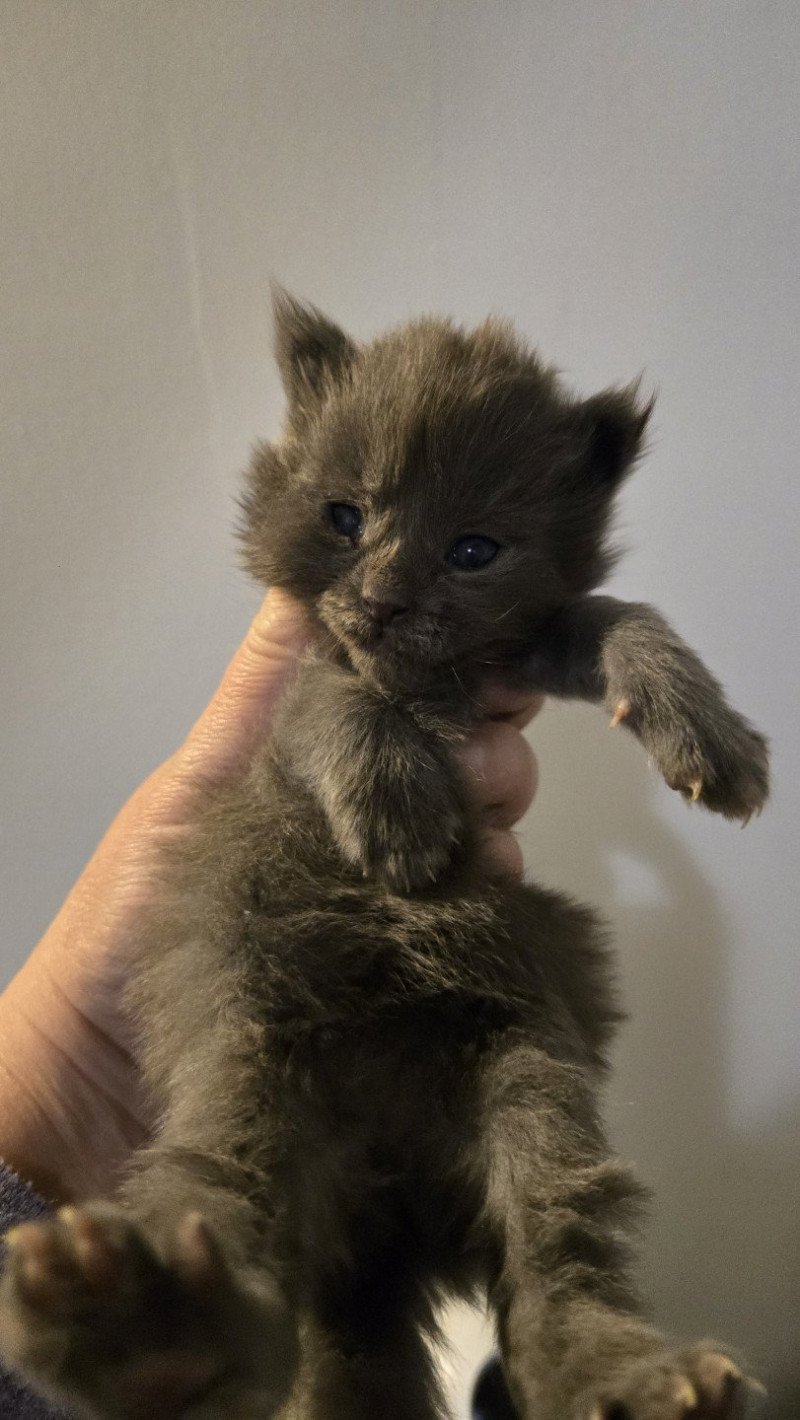 Atila Femelle Maine coon