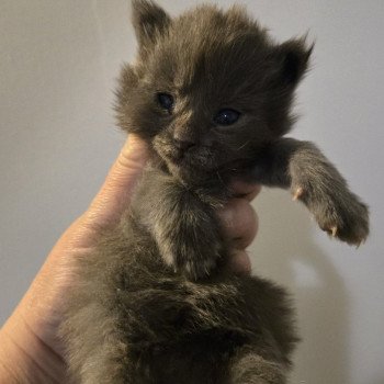 chaton Maine coon blue smoke Chatterie Des Coons de l'ouanne