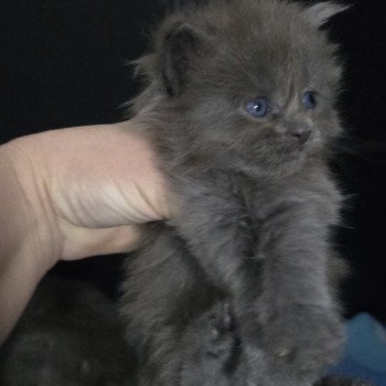 chaton Maine coon blue smoke Atila Chatterie Des Coons de l'ouanne