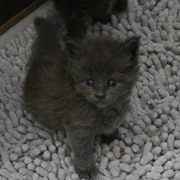 chaton Maine coon blue smoke Atila Chatterie Des Coons de l'ouanne