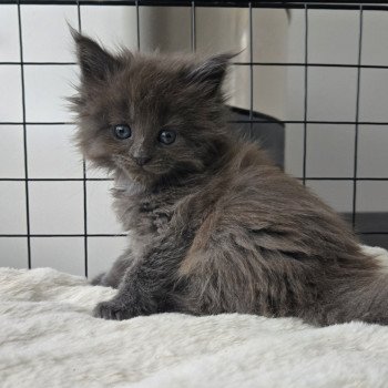 chaton Maine coon blue smoke Atila Chatterie Des Coons de l'ouanne