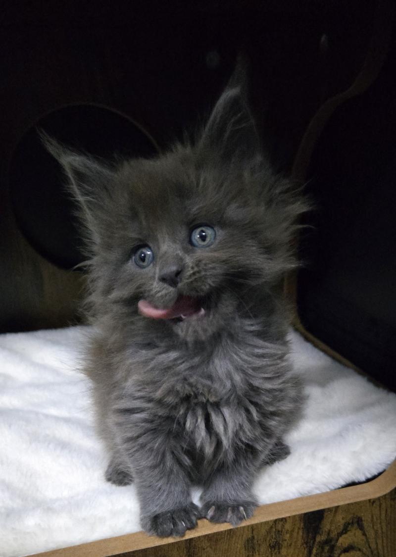 Axele Femelle Maine coon