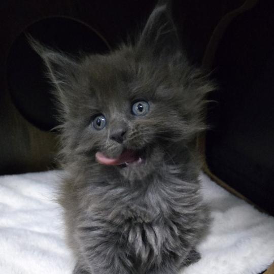 Axele Femelle Maine coon