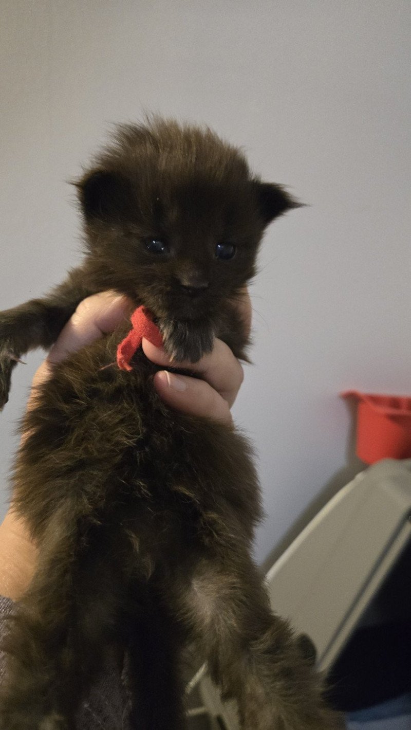 Azur Mâle Maine coon
