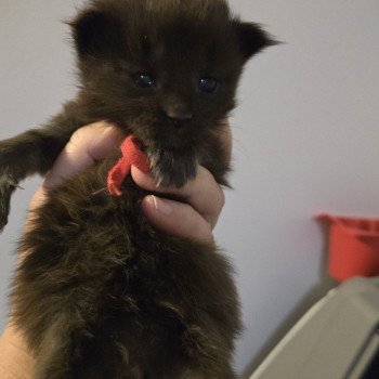 chaton Maine coon black smoke Chatterie Des Coons de l'ouanne