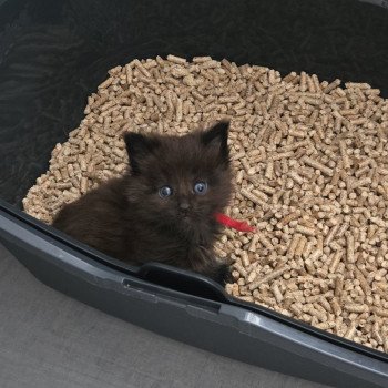 chaton Maine coon black smoke Azur Chatterie Des Coons de l'ouanne