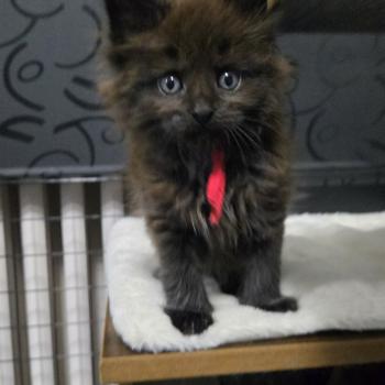 chaton Maine coon black smoke Azur Chatterie Des Coons de l'ouanne