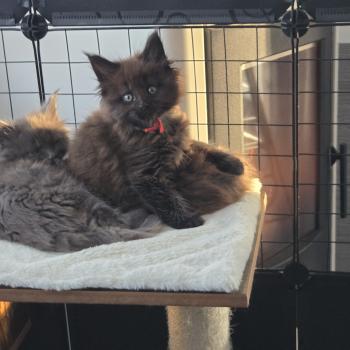 chaton Maine coon black smoke Azur Chatterie Des Coons de l'ouanne