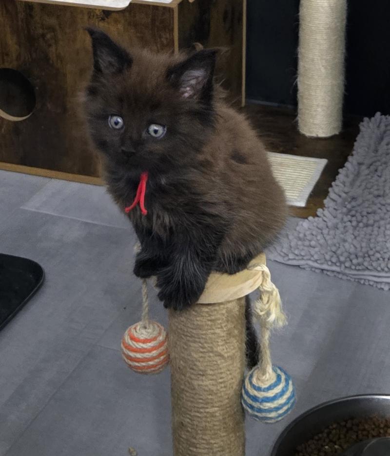 Azur Mâle Maine coon