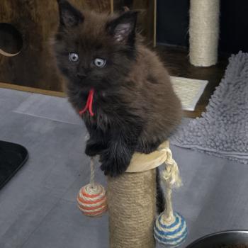 chaton Maine coon black smoke Azur Chatterie Des Coons de l'ouanne