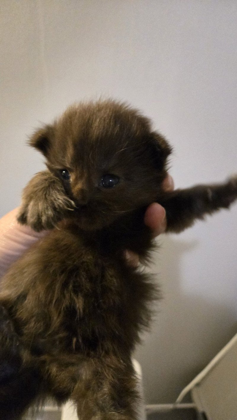 Azalée Femelle Maine coon