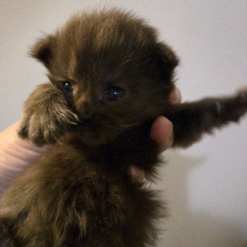 chaton Maine coon black smoke Chatterie Des Coons de l'ouanne